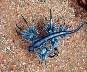 The blue sea dragon, glaucus atlanticus